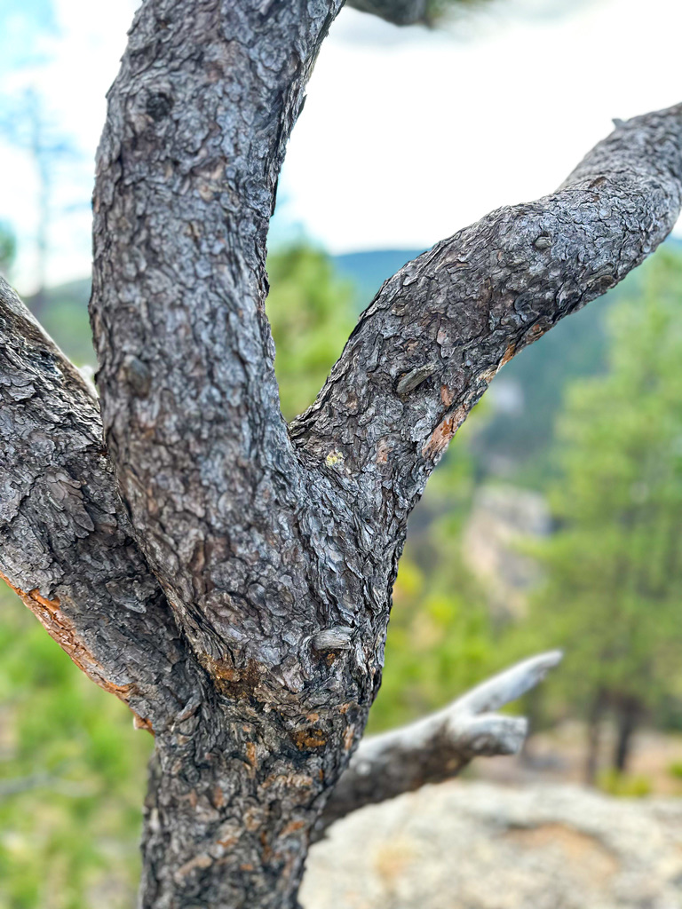 915EDFBF-CF1D-433B-A1B7-7716C43BDEFE_1_105_c